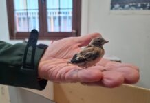 Pautas para disfrutar con responsabilidad de los entornos naturales de Fuerteventura esta Semana Santa Crías de ave en Fuerteventura | Cabildo de Fuerteventura