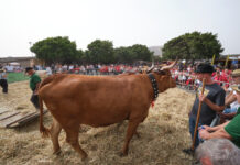 FEAGA 2026 | Cabildo de Fuerteventura