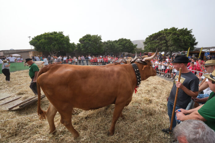 FEAGA 2026 | Cabildo de Fuerteventura