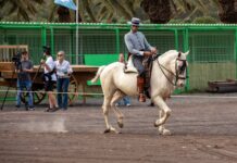 I Concurso de Doma Vaquera en Feaga 2026 | Cabildo de Fuerteventura