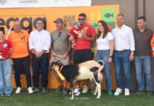 VII Concurso de Valoración Morfológica de la Asociación de Criadores de Cabras de Fuerteventura | Radio Sintonía