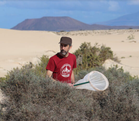 !Que viva los polinizadores!: insectos y biodiversidad Carlos Ruiz, profesor de la Universidad de La Laguna en el área de Zoología