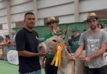 I Concurso Morfológico del Burro Majorero | Cabildo de Fuerteventura