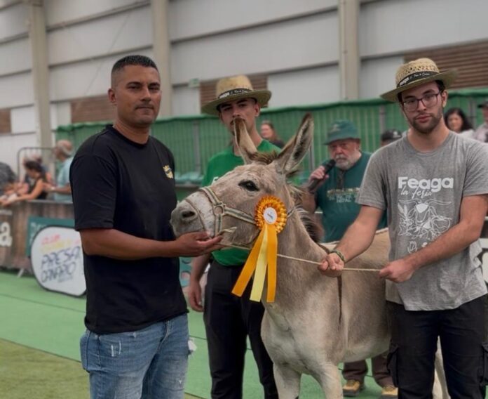 I Concurso Morfológico del Burro Majorero | Cabildo de Fuerteventura