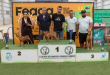XIV Exposición Insular del Podenco Canario en Feaga 2026 | Cabildo de Fuerteventura
