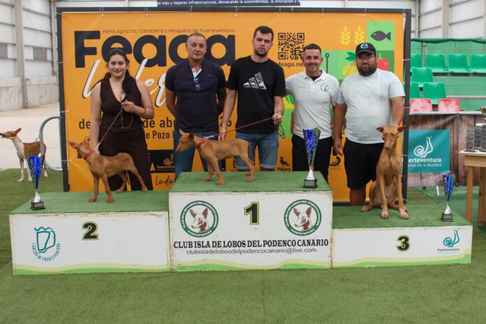 XIV Exposición Insular del Podenco Canario en Feaga 2026 | Cabildo de Fuerteventura