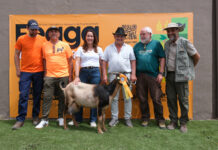 Primer premio del III Concurso de Valoración Morfológica para cabras adultas | Cabildo de Fuerteventura
