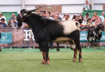 Subasta de sementales en Feaga 2026 | Cabildo de Fuerteventura