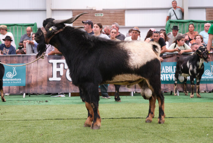 Subasta de sementales en Feaga 2026 | Cabildo de Fuerteventura